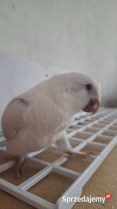 Mnicha nizinna snow white