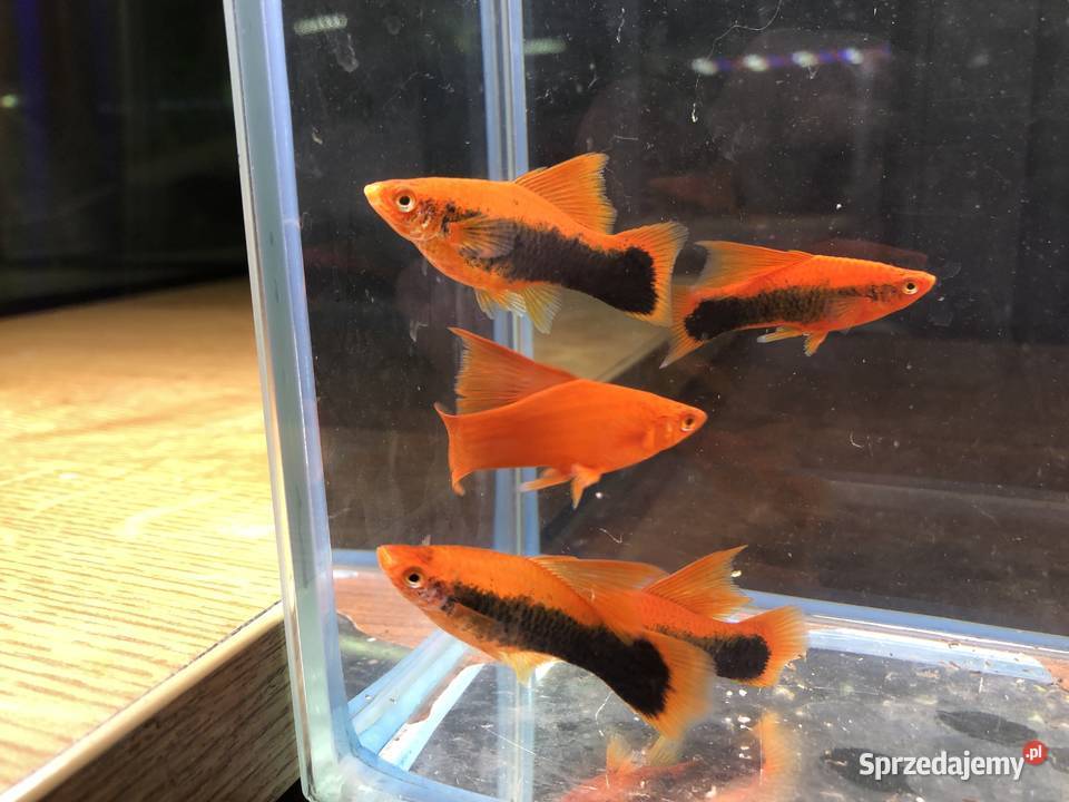 Mieczyk Tuxedo delta łódzkie Justynów