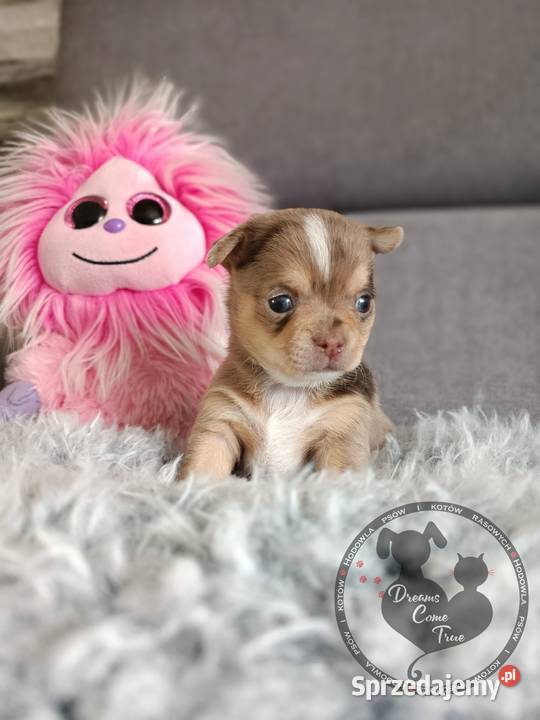 Sunia Rodowodowa Chihuahua Merle Do Rezerwacji Ustroń sprzedam