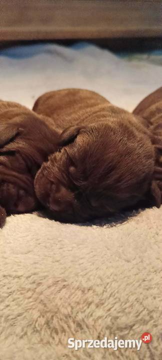 Labrador Retriever ZkwpFCI czekoladowe małopolskie Dąbrowa Tarnowska
