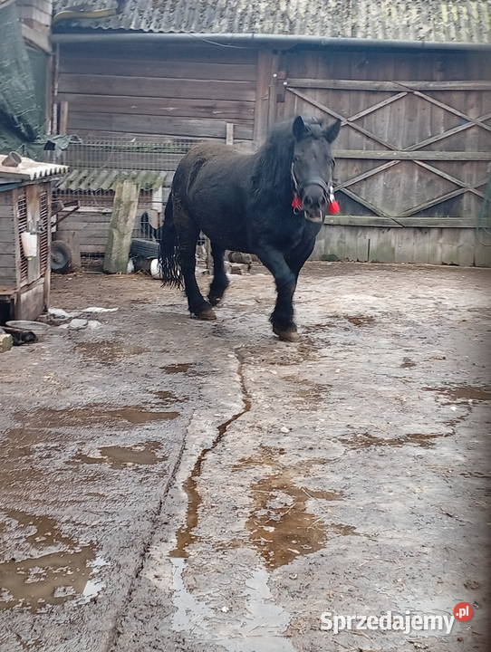 Klacz zimnokrwista lubelskie Kłoczew