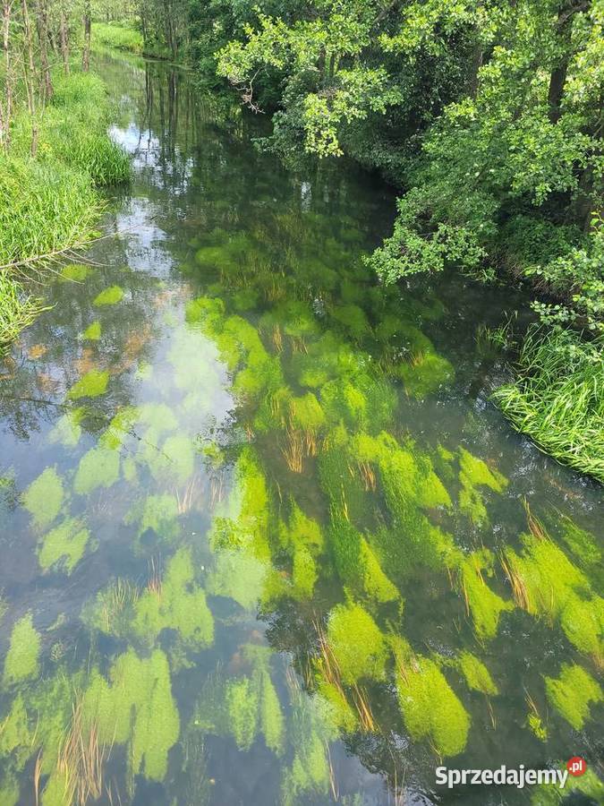 Piękne działki Dąbek śląskie