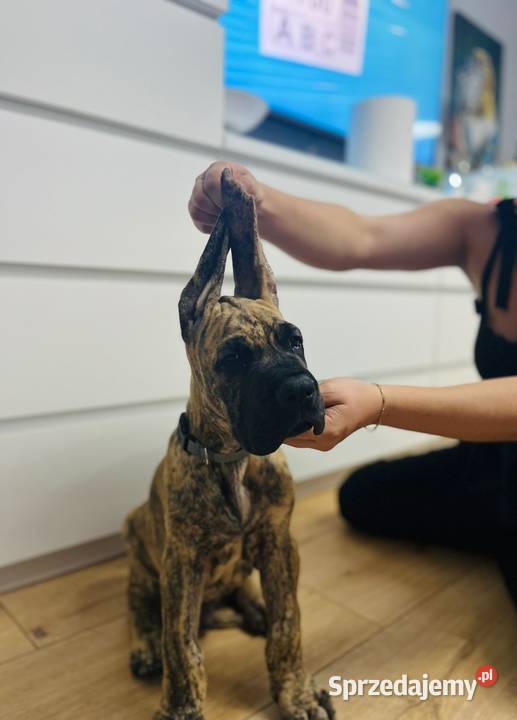 Dog Niemiecki szczenię Czyżowice sprzedam