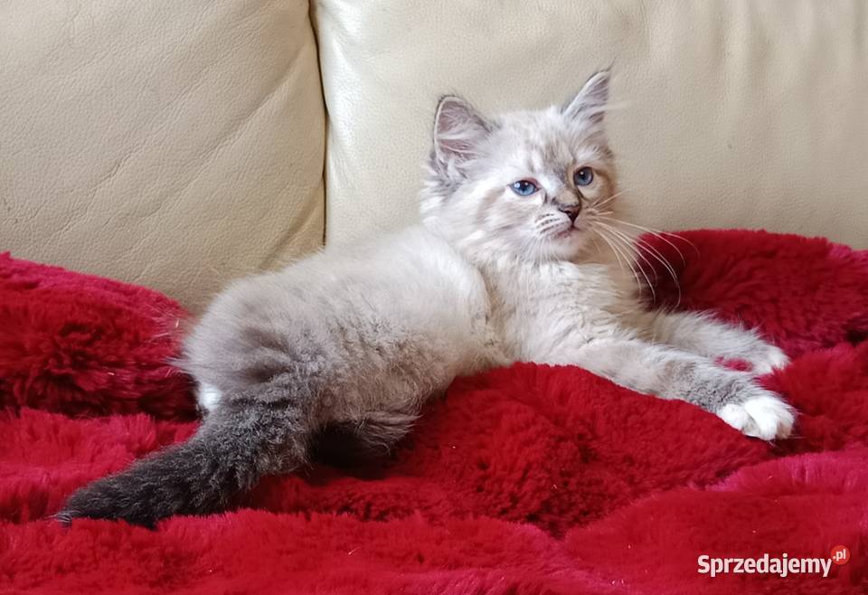 Koty Syberyjskie Neva Masquerade MALIBU