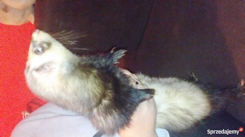 SPRZEDAM FRETKE Z KLATKA kujawsko-pomorskie Chełmża