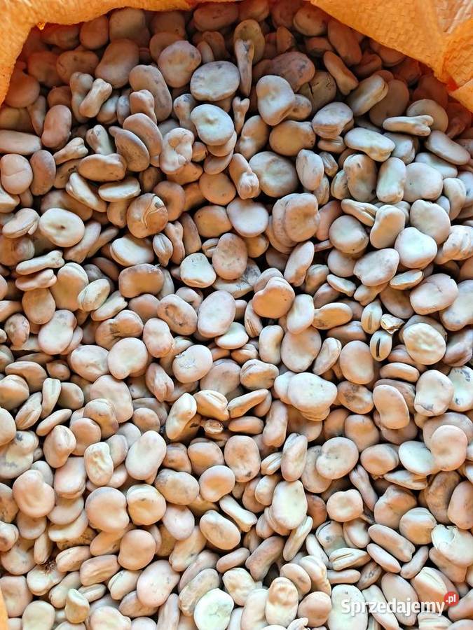 Bób Rambos Bizon Radziemice sprzedam