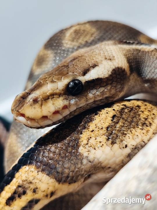 Pyton Królewski piękny samiec Pruszków