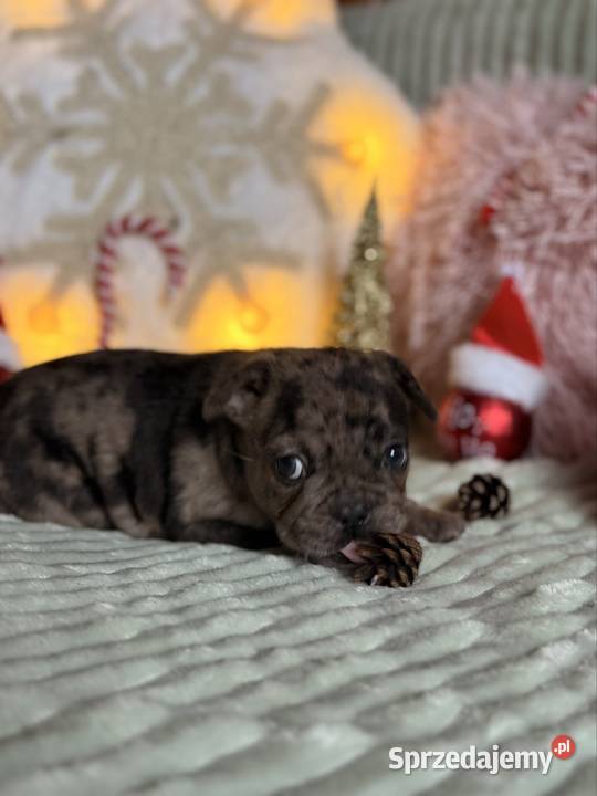 Buldog francuski do rezerwacji