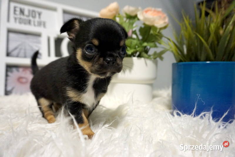 Chihuahua