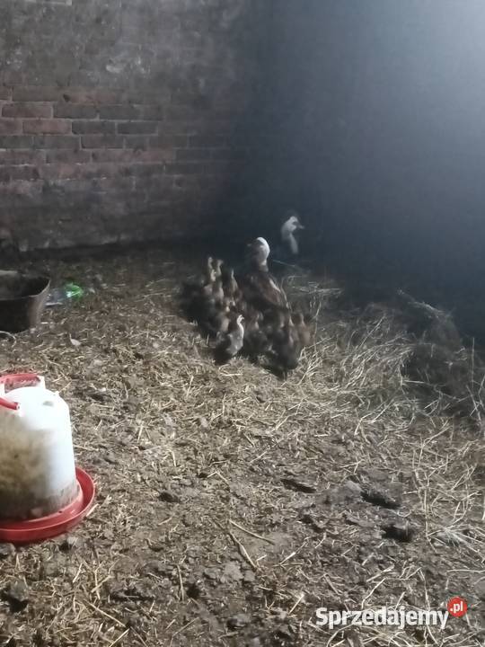 Sprzedam kaczki francuskie Lubartów