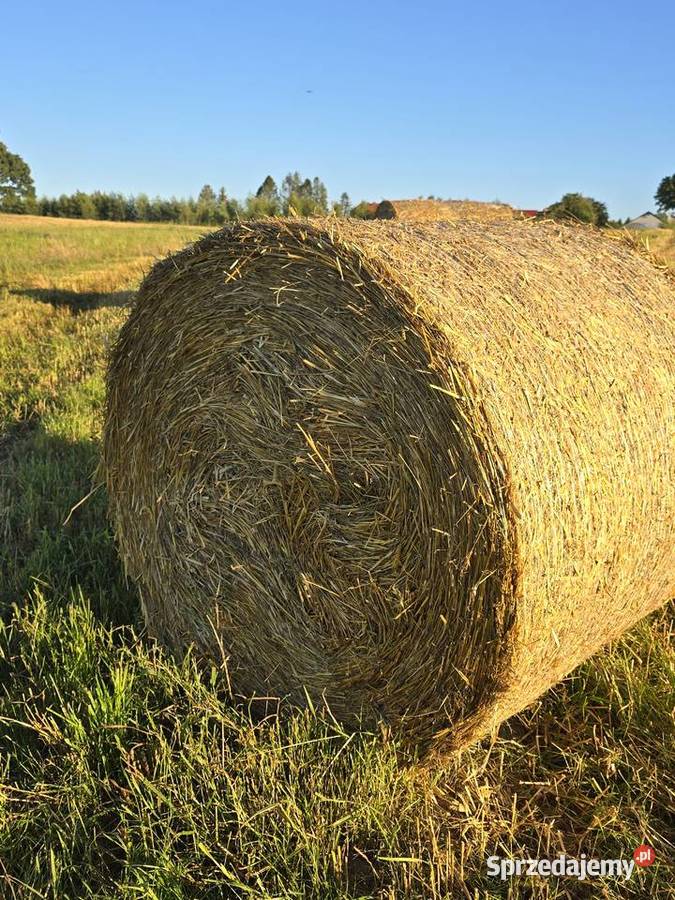 Sprzedam słomę z pszenżyta pszenicy i owsa Pomieczyńska Huta