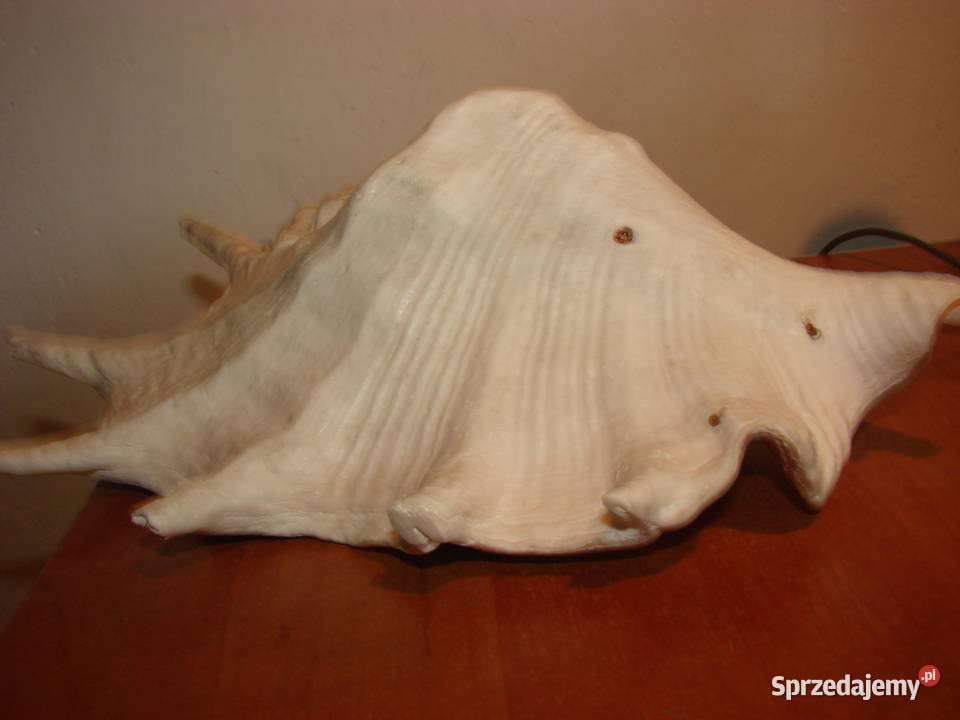 duża muszla morska Pozostałe pomorskie Pruszcz Gdański