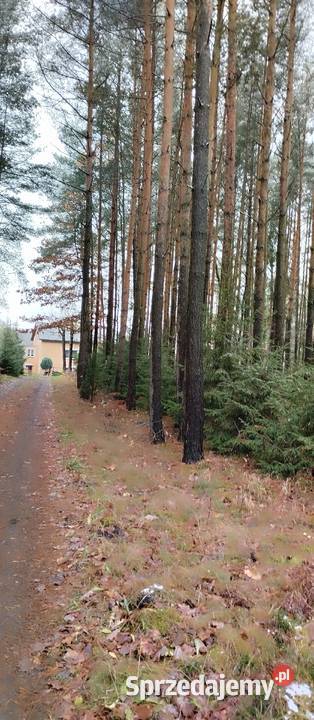 Siedlisko dom piętrowy 2000m2 Bliżyn
