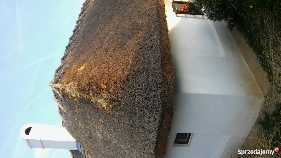 Dachy trzcinowe trzcina remont renowacja starych Stogi