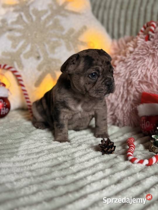 Buldog francuski do rezerwacji Częstochowa