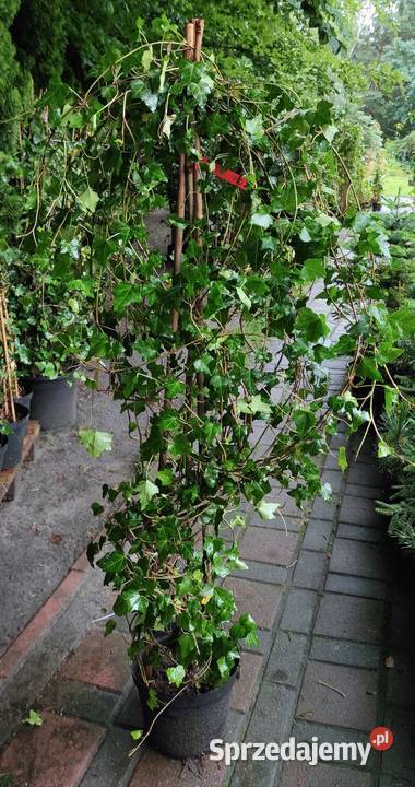Duże Bluszcze Hedera Helix 250300 Liściaste Jasieniec