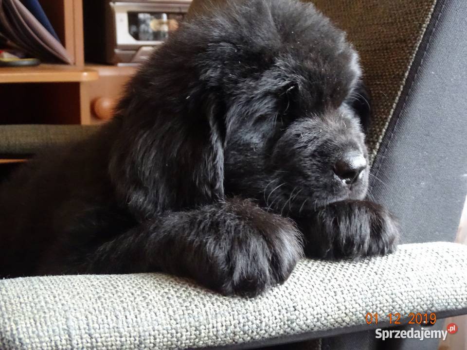 Nowofundland Pozostałe Góra