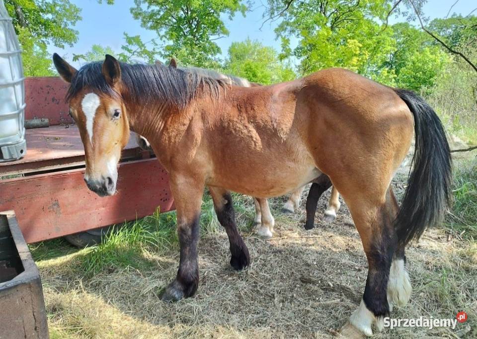 Ogierki zimnokrwiste Dyszno