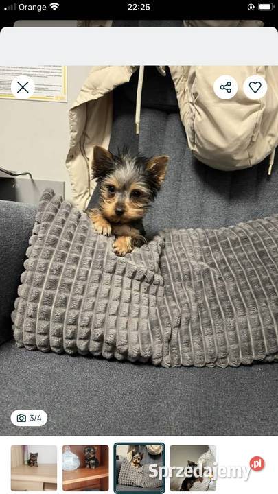 Piękna malutka suczka york świętokrzyskie Klimontów