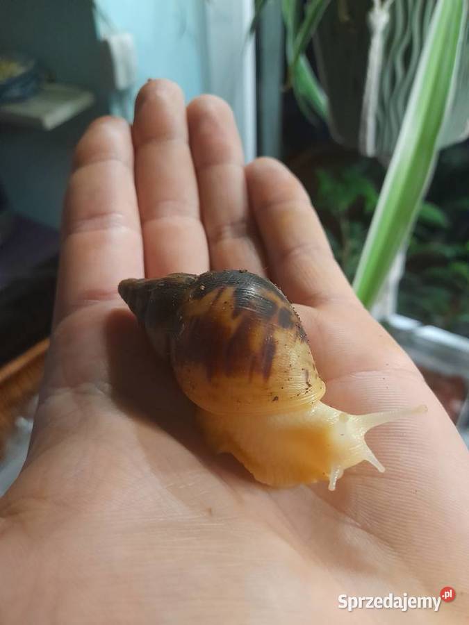 Ślimak afrykański Achatina reticulata albino