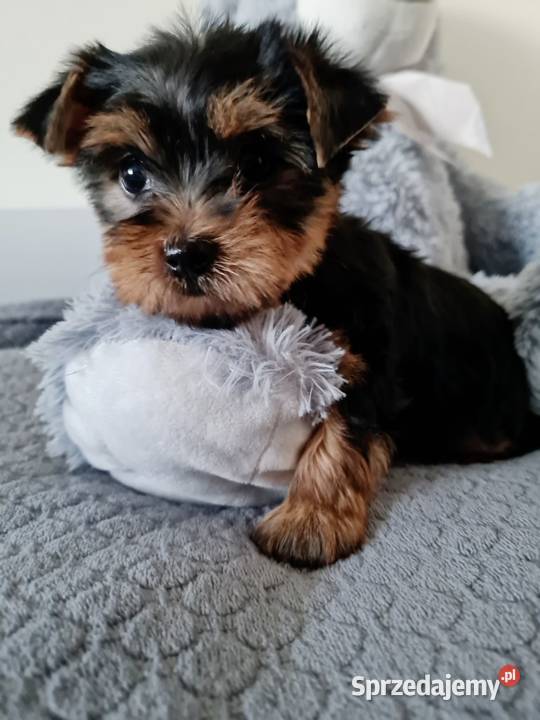 Dziewczyna Yorkshire Terrier z Chipem Wyprawka York Częstochowa