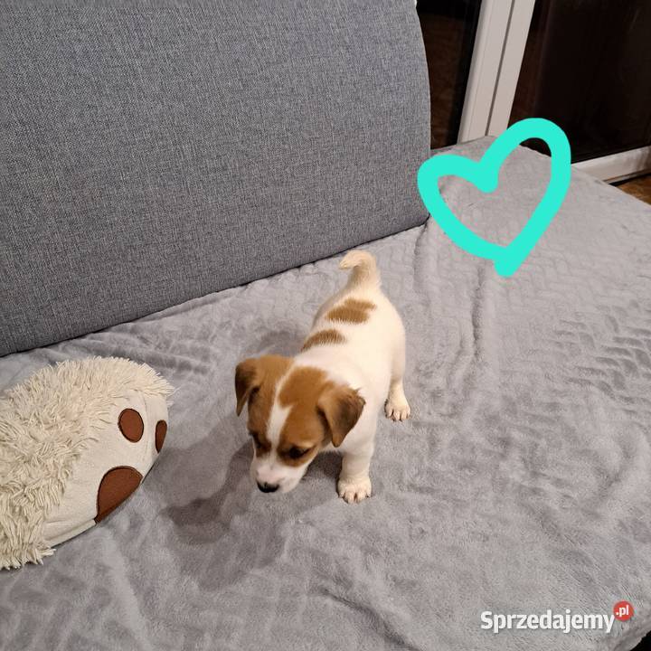 szczeniaczek gładkowłosy Lubichowo sprzedam