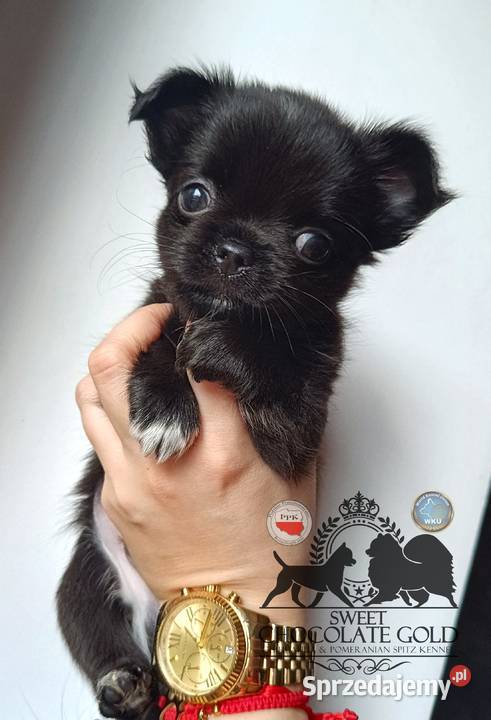 Chihuahua piesek długowłosy czarny rodowód Bełchatów