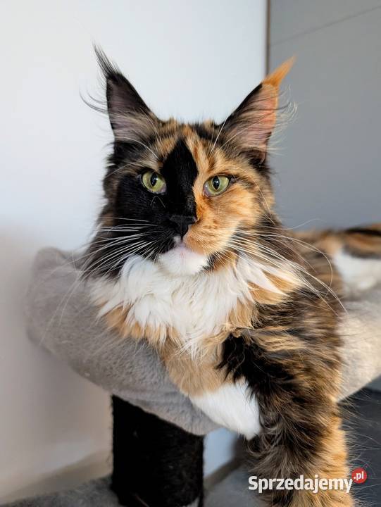 Maine Coon kotka do hodowli Championach Radom