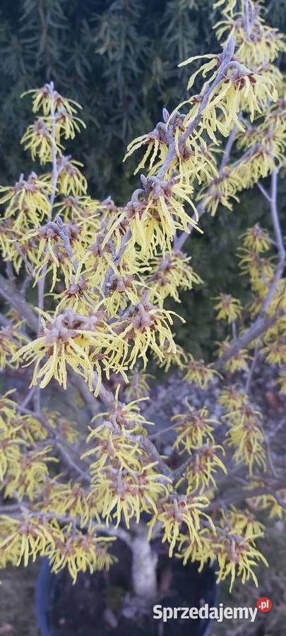 Oczar złotożółty Hamamelis Sompolno