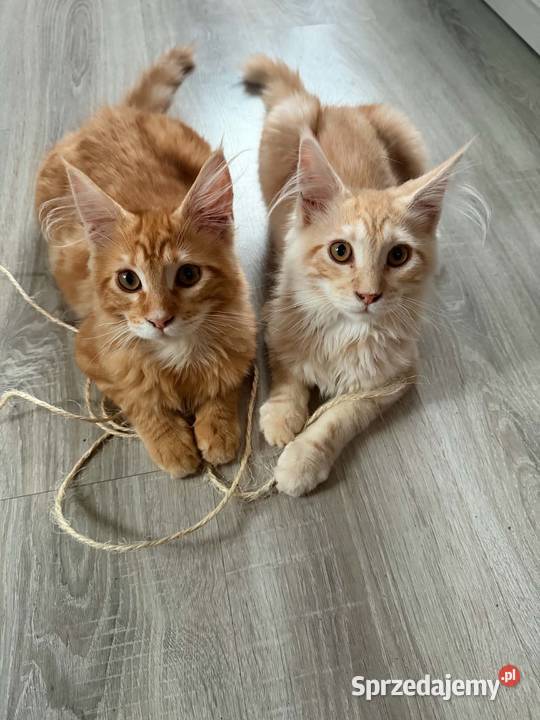kocięta Maine Coon pomorskie Starogard Gdański