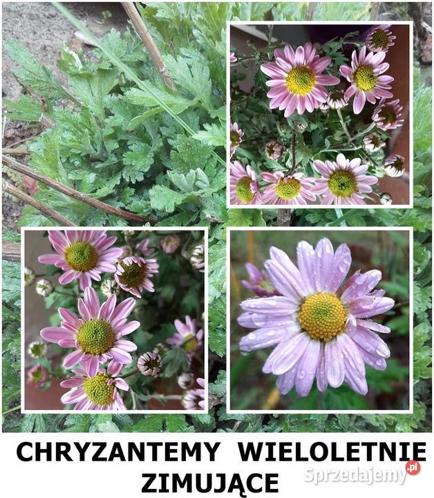 ROZCHODNIK okazały wieloletni inne roślinyWysył zachodniopomorskie Koszalin