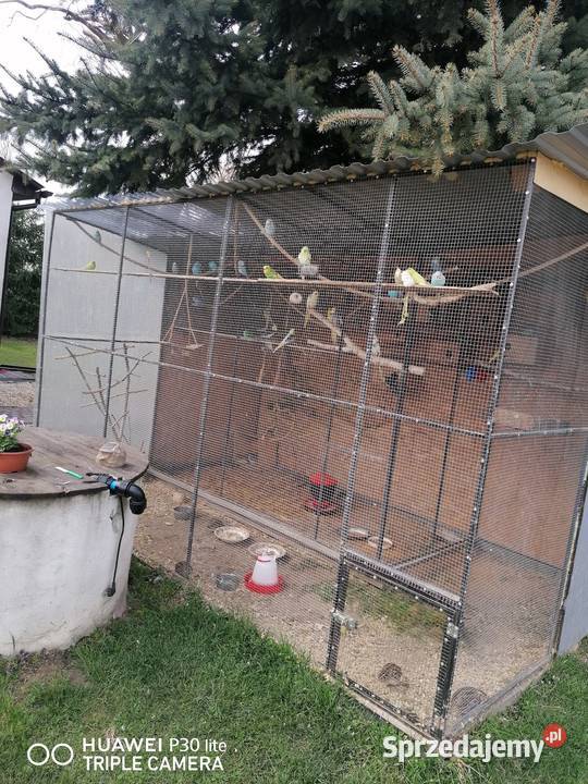 Papugi faliste nimfy Ptaki Poniatowa