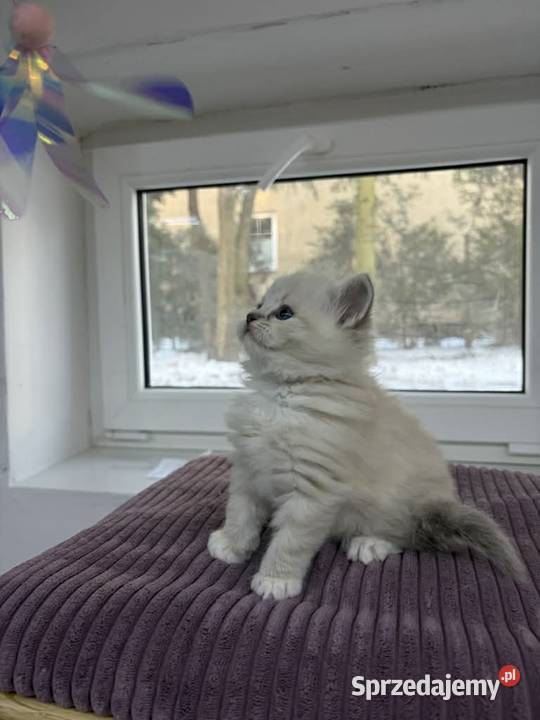 Kocięta Ragdoll z hodowli FiFeFLP Zwierzęta sprzedam