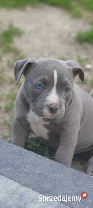 American Bully Piesek Krośniewice sprzedam