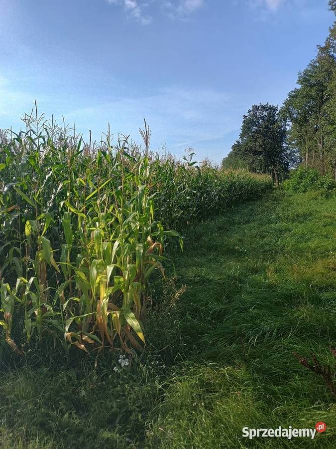 Sprzedam kukurydza na pniu 7ha Nowojowiec