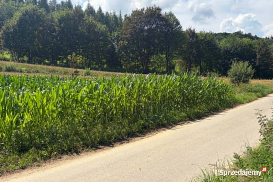 Działka rolna Jaksice Gmina Miechów