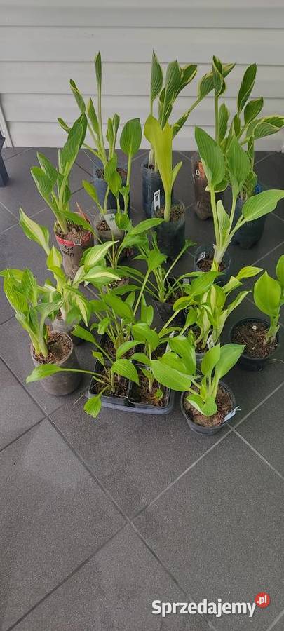 Rózne hosty zółte dwu kolorowe niebeskie opolskie Opole