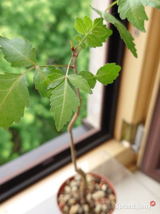 Bursera fagaroides kaudeks sukulent z kolekcji Warszawa