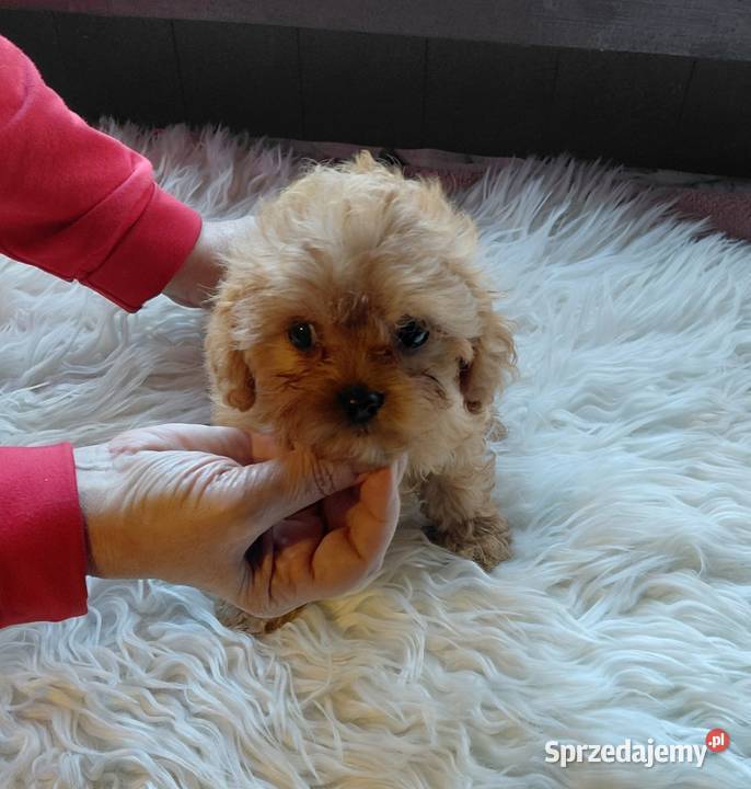 Cavapoo maleńka suczka Wyszków