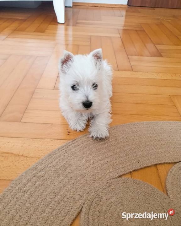Śliczna Suczka West Highland White Terrier Z Rzeszów sprzedam