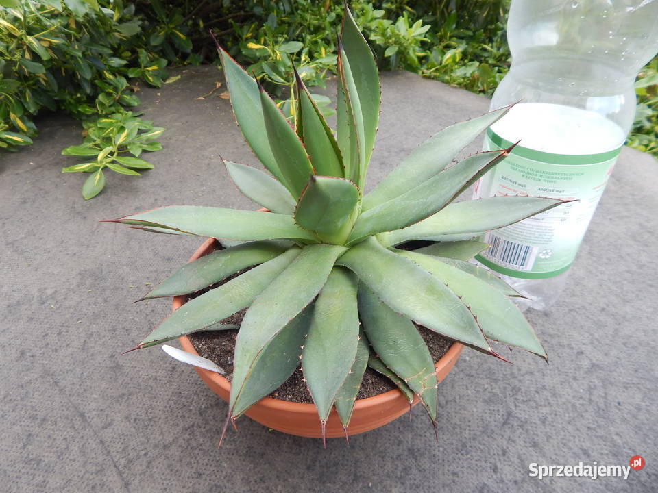 Miniaturow agawa z kolorowymi brzegami Agave małopolskie