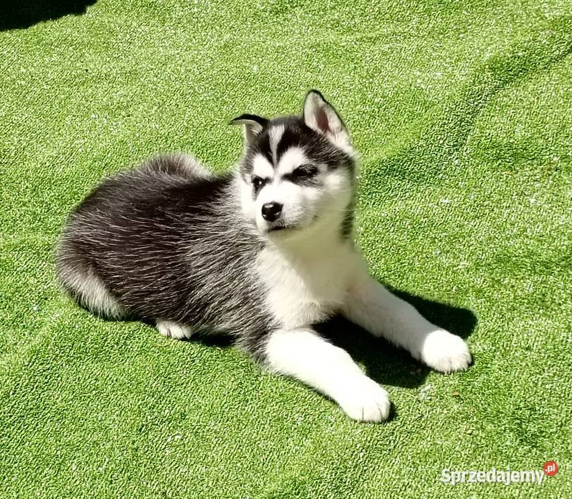 Siberian husky girl Racibórz
