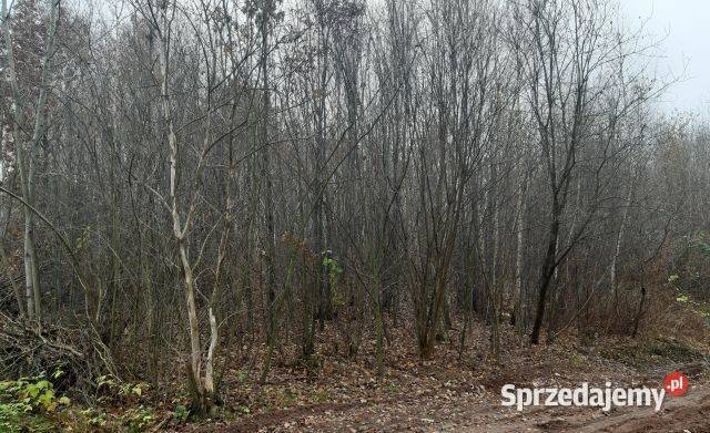 Klimatyczna działka do własnej aranżacji z Starachowice sprzedam