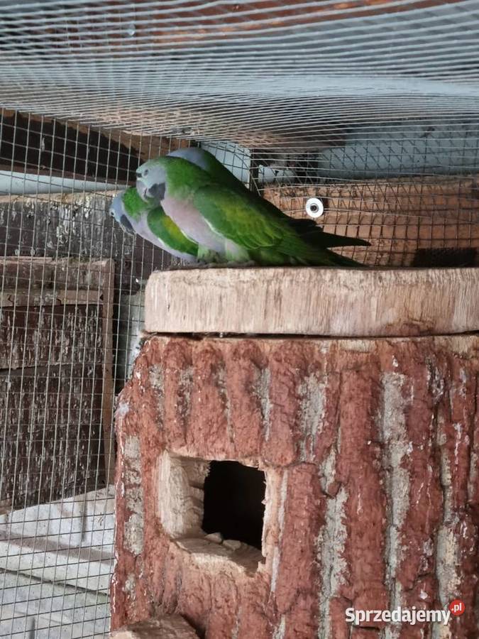 Aleksandretty Chinskie Odolanów sprzedam