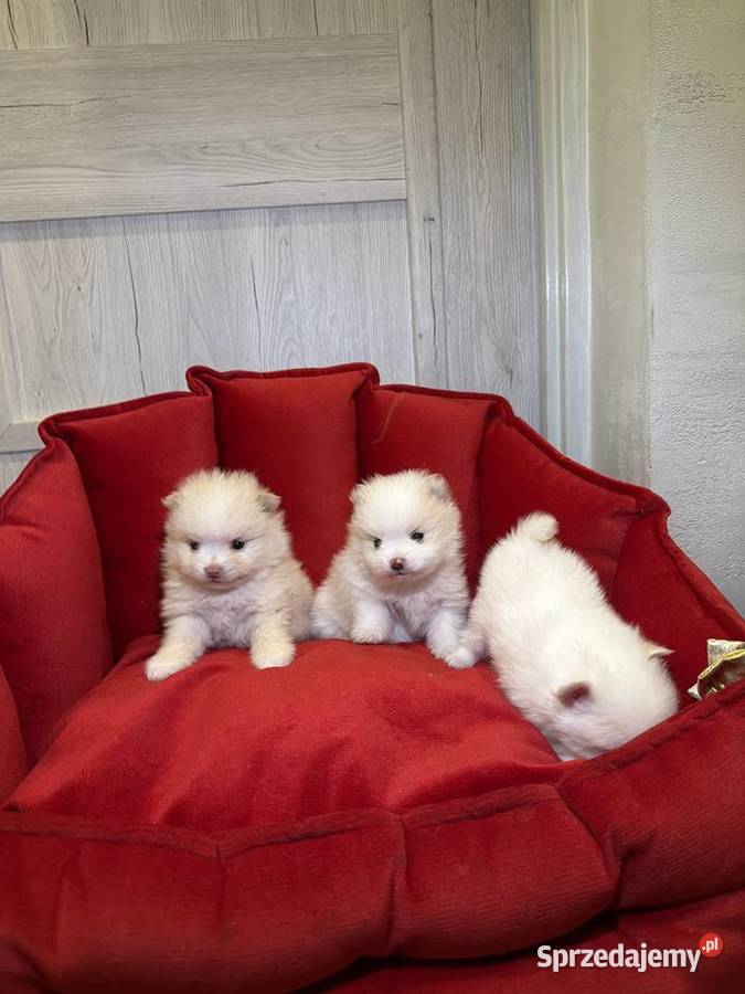 Pomeranian śliczne szczeniaczki Zduńska Wola