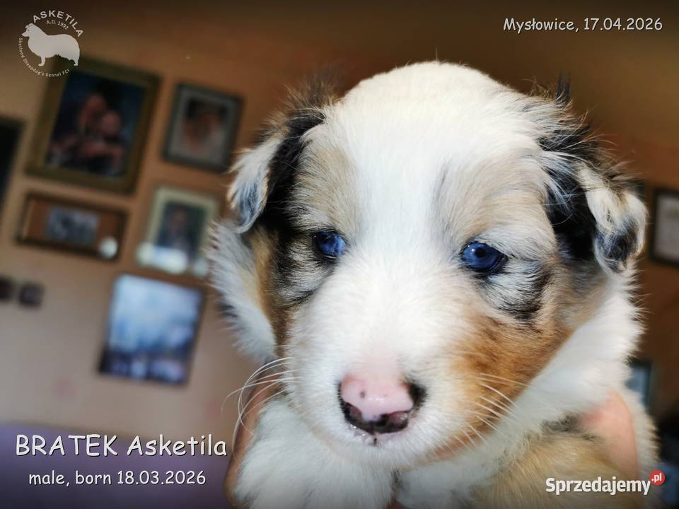 Owczarek szetlandzki szczenię na sprzedaż Mysłowice