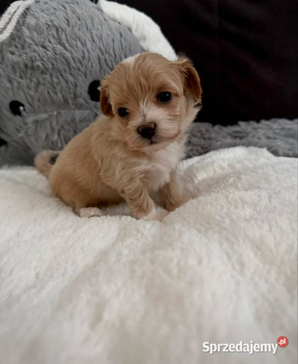 Maltipoo maleńka dziewczynka małopolskie Wadowice