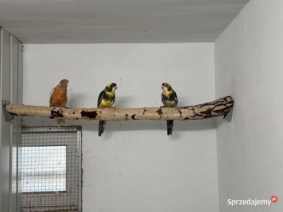 Rozelle królewskie samce Ptaki