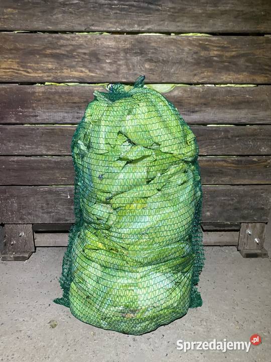 Liście z kapusty Olkusz