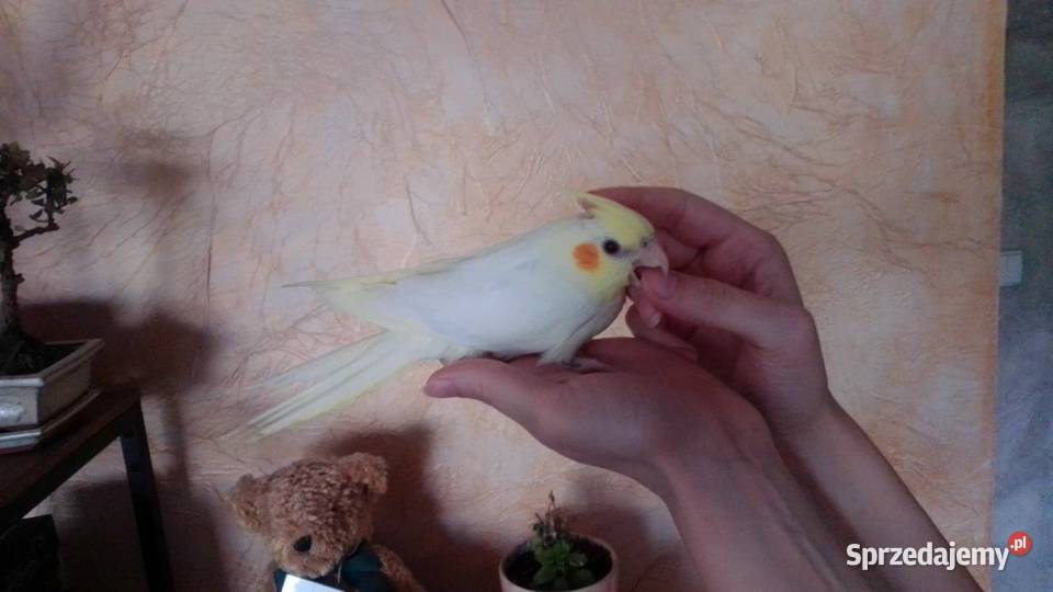 Papuga nimfa Ptaki małopolskie